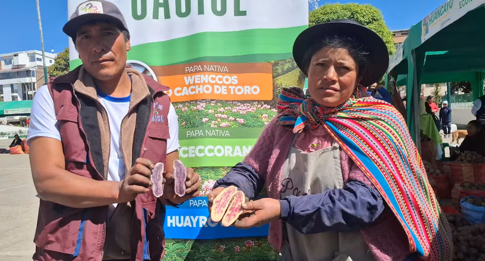 Productores de papa nativa pueden perder 2 millones de soles por falta de mercado
