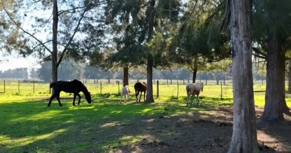 Rescataron caballos por maltrato animal y la familia denunciada atacó a piedrazos a las autoridades