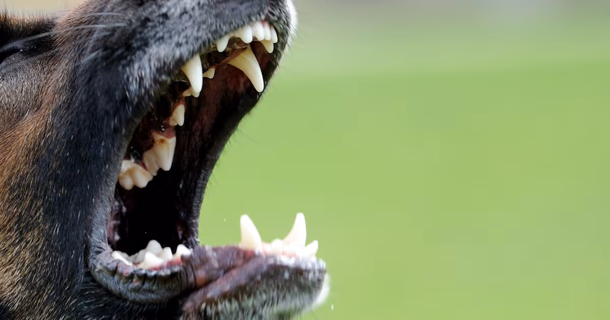 B.C. man ordered to pay a woman $1,139 after ‘relatively minor’ dog bites