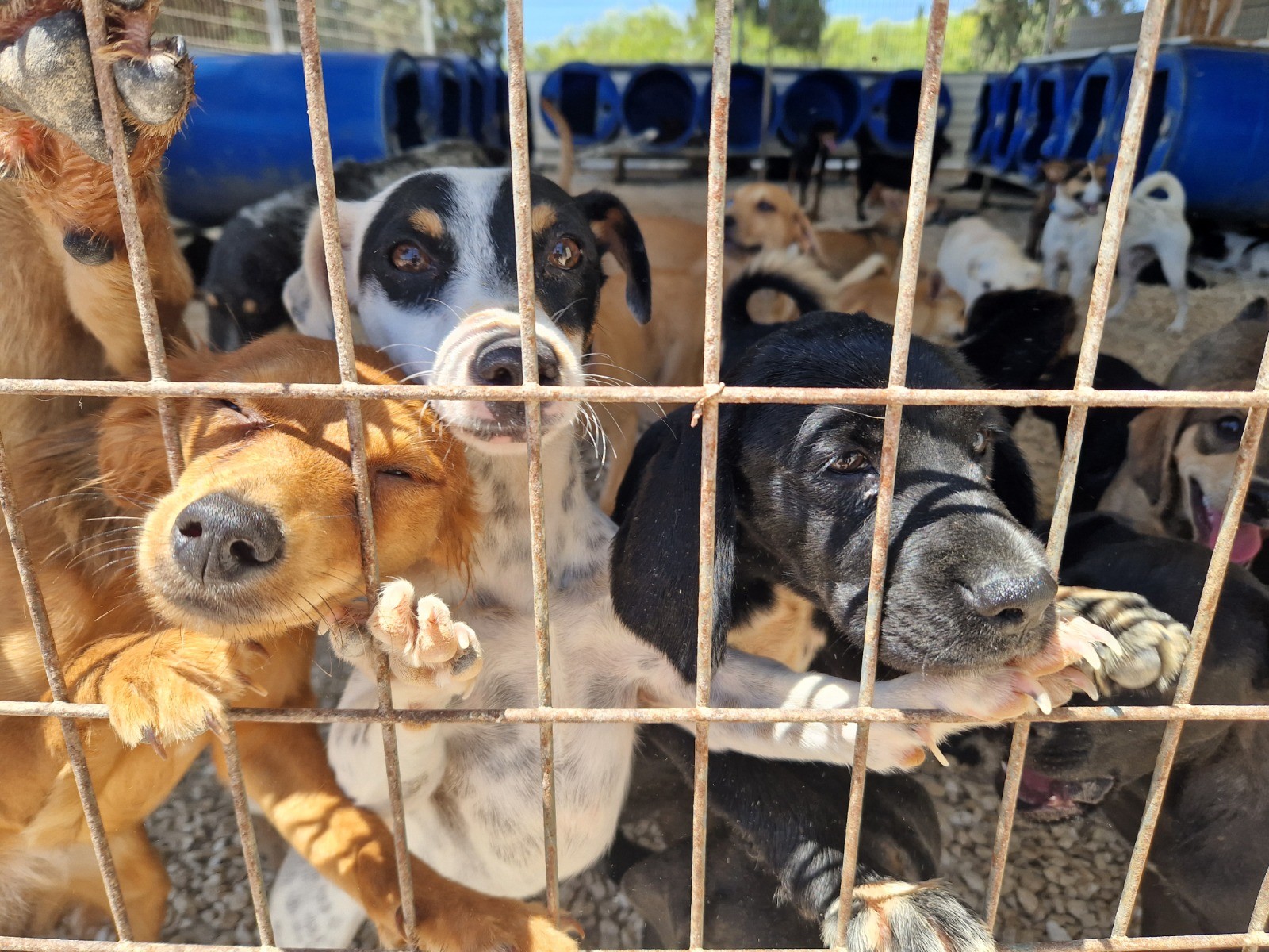 Animal rescue shelter appeals for volunteers