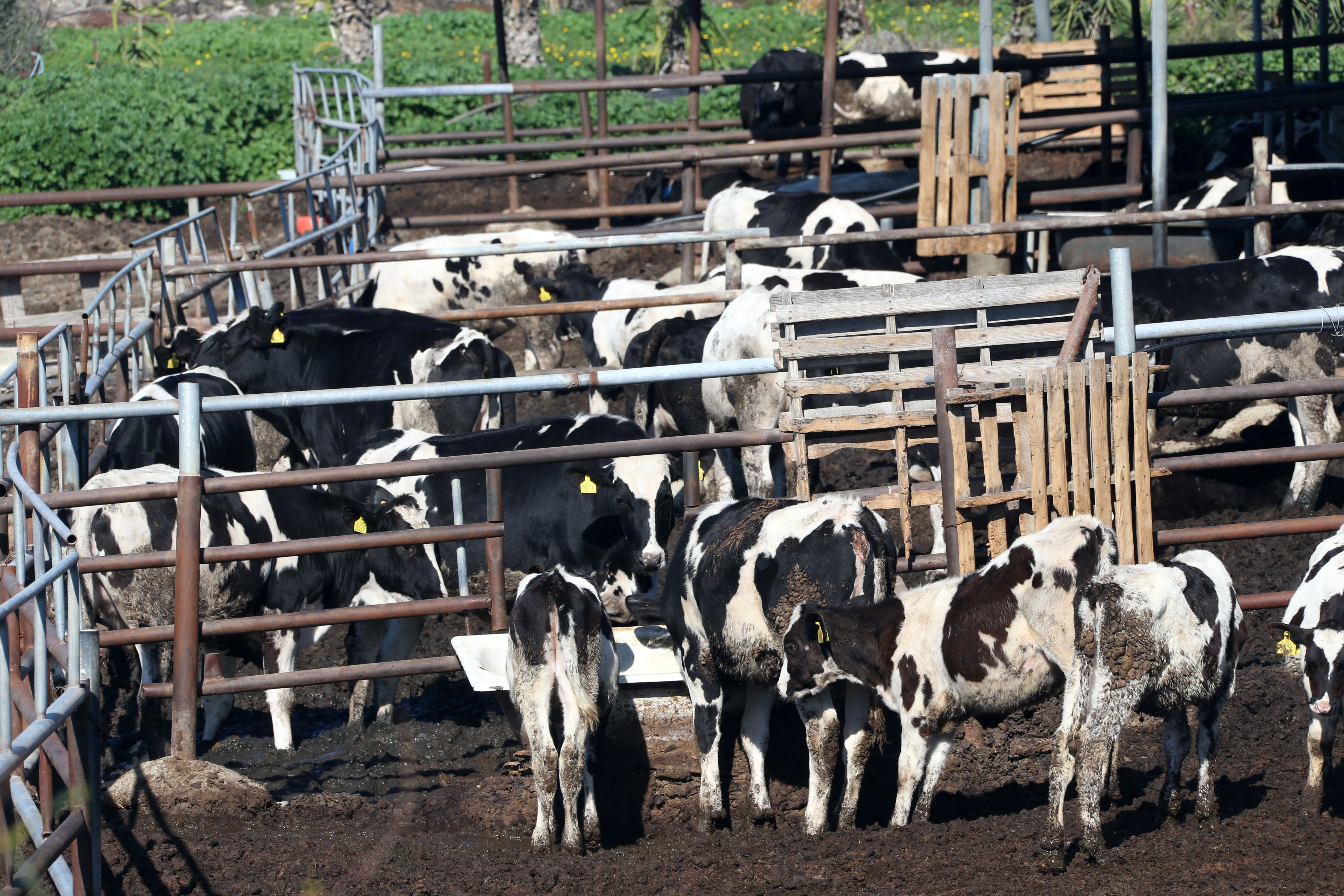 Farmers object as animals not to be imported to replace stock lost to FMD