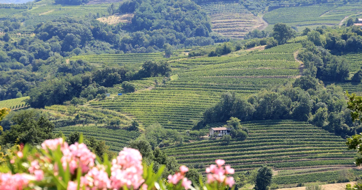 Oton Reya, a winemaker from Kozana who listened to Brda, has passed away
