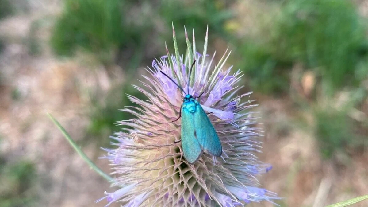 Thujen, Gift und Dünger raus aus dem Garten!