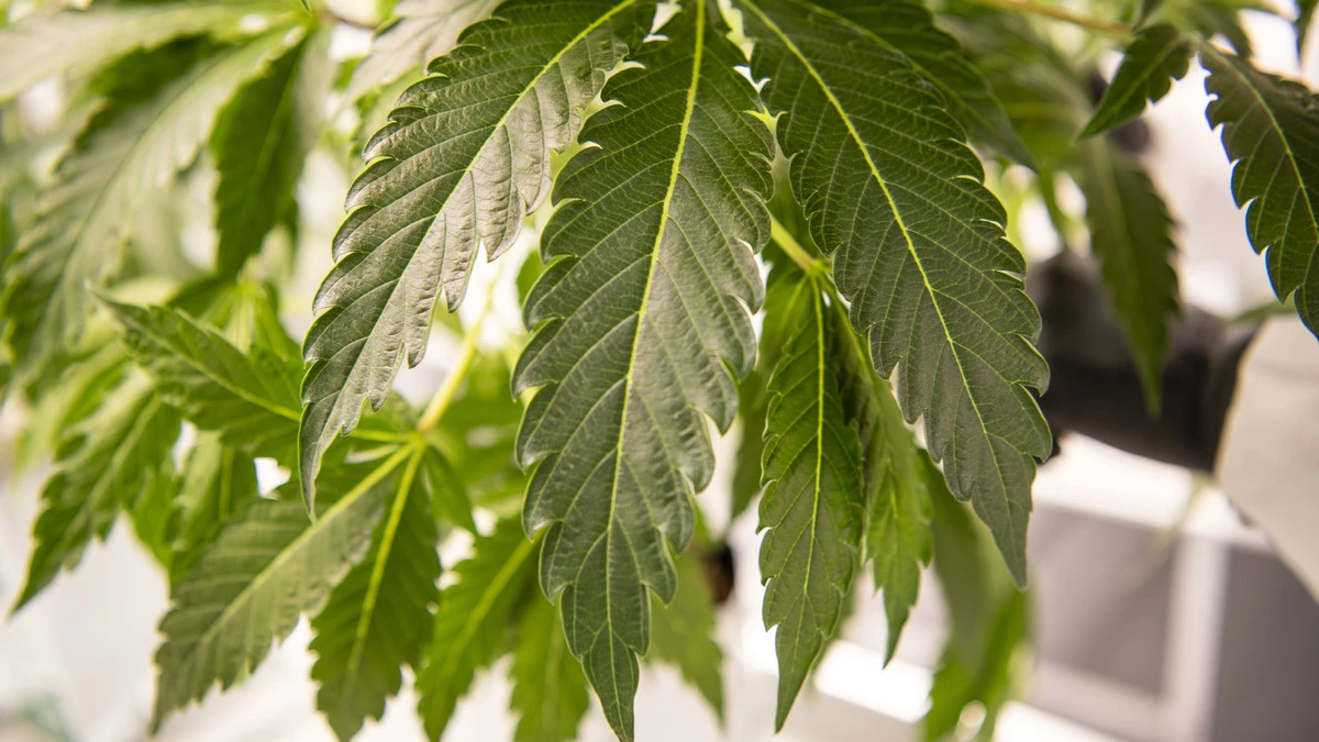 Linderung bei Rückenschmerzen: Neues Cannabis-Medikament kommt nach Österreich