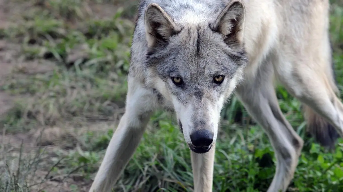 Zum Abschuss freigegebener Wolf in Tirol erlegt