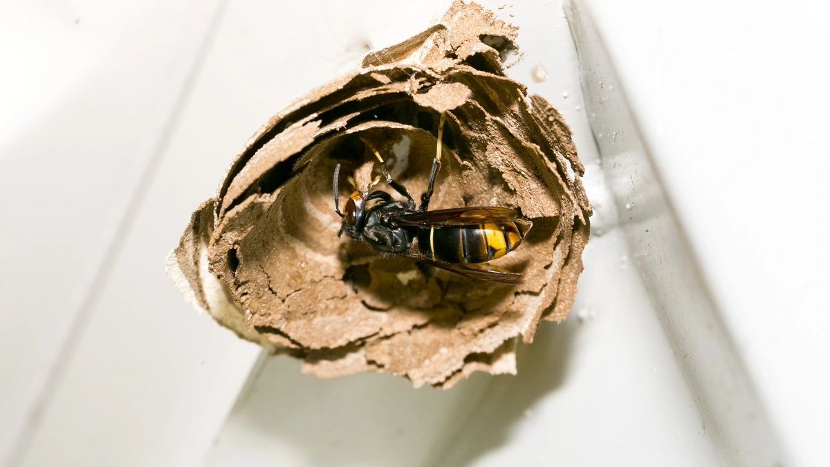 Gefahr für Honigbienen: Erstmals Nester der Asiatischen Hornisse in Österreich gefunden
