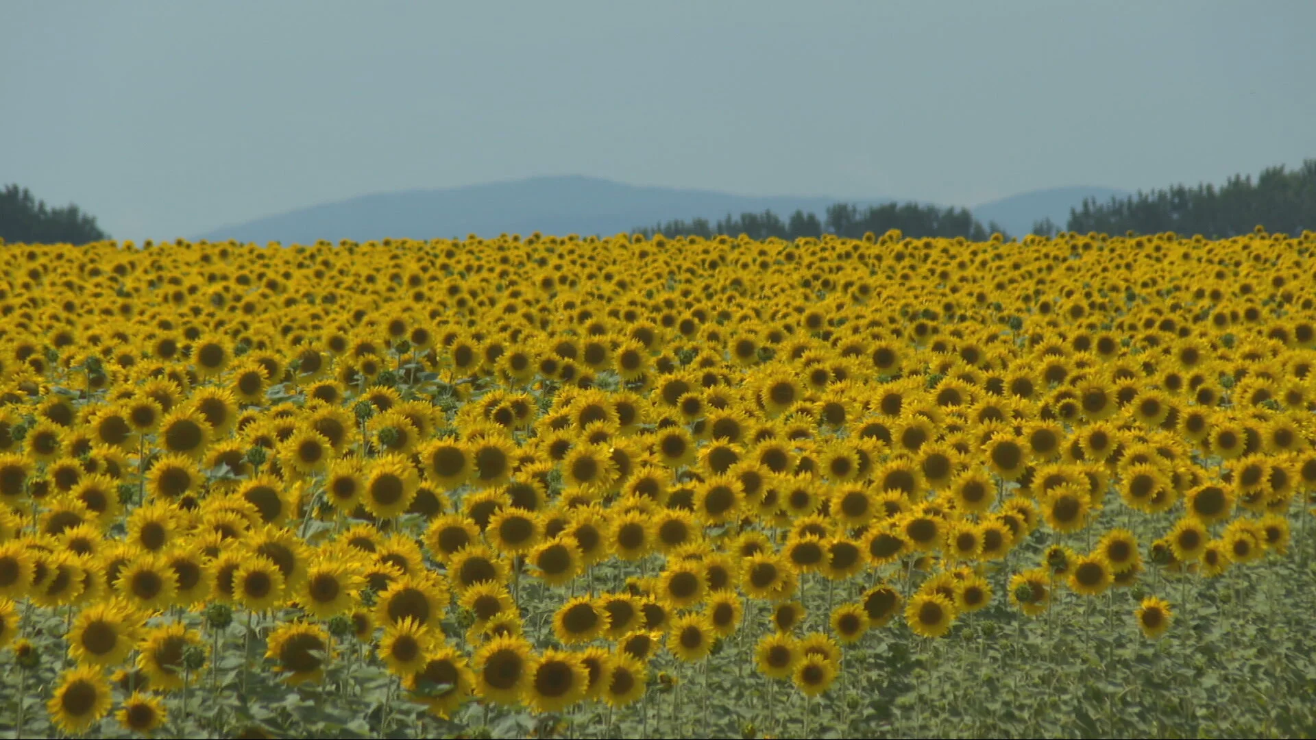 Slavonia turns yellow like never before: Farmers place great hopes in a single crop...
