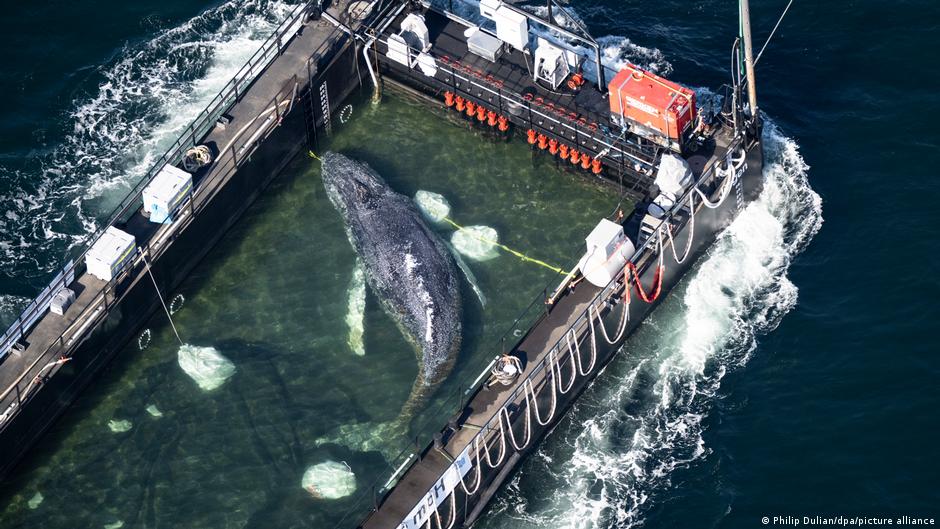 Germany news: Dead humpback whale off Denmark is 'Timmy'
