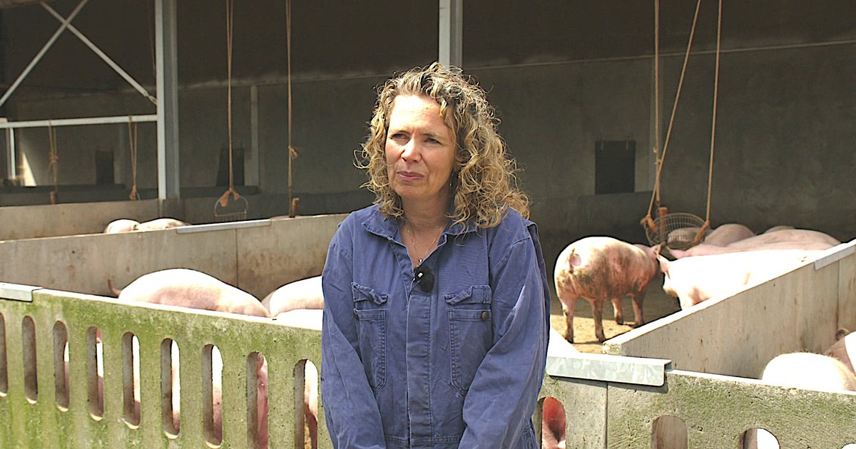 Uitgelekte stikstofplannen roepen zorgen op bij varkensboer in De Peel: 'Hoop heel erg op toekomstperspectief'