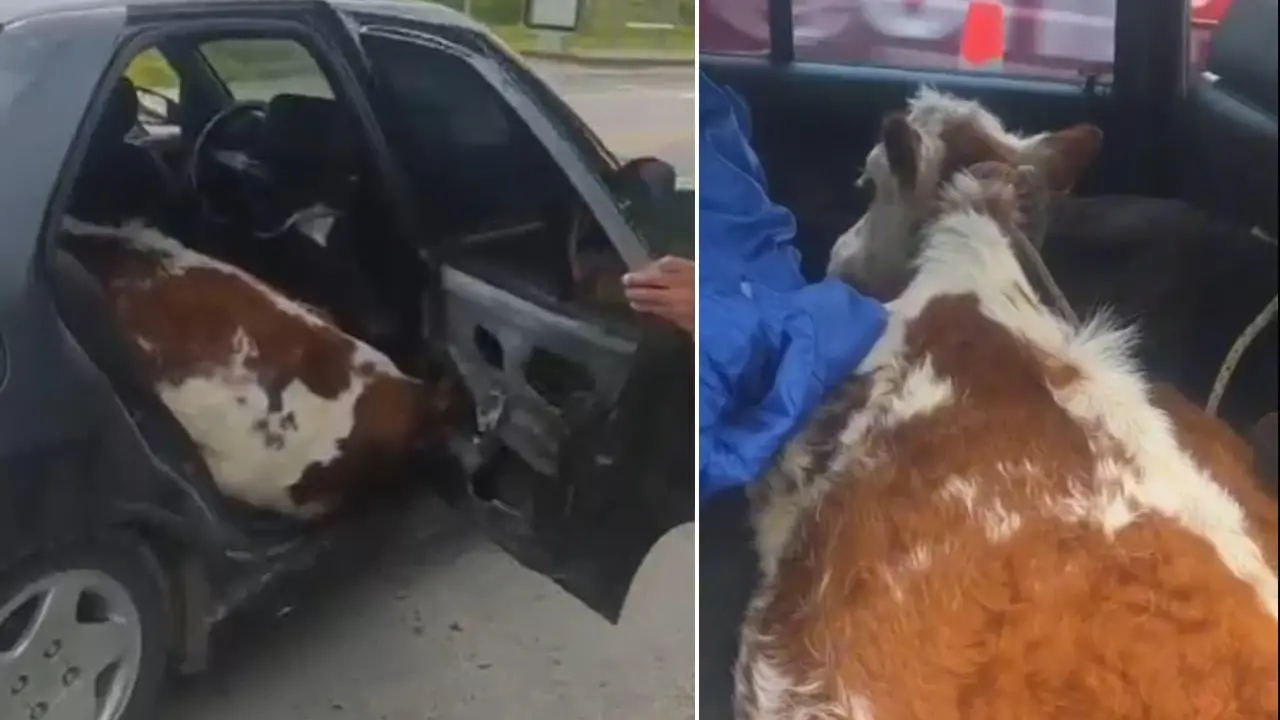 ¿Cómo terminaron dos vacas dentro de un carro? La insólita escena que sorprendió en Boyacá