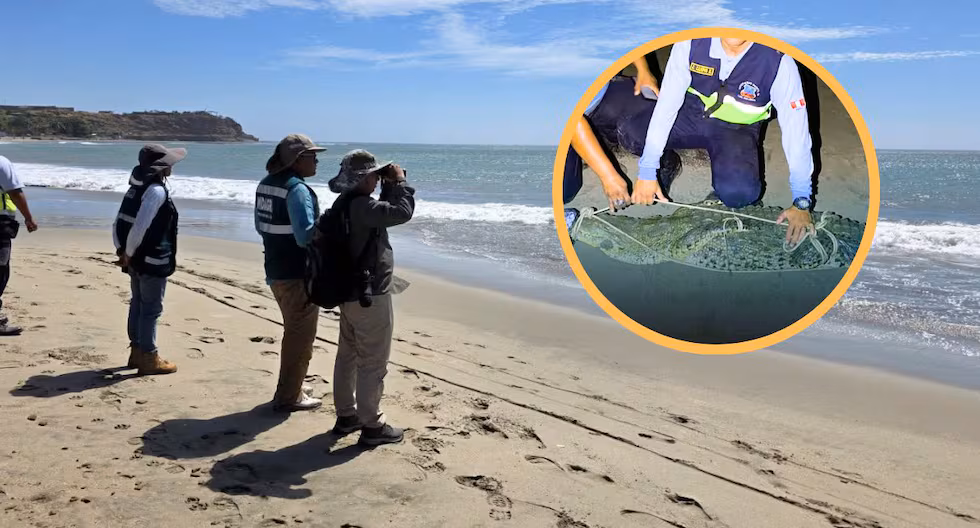 Piura: Reanudan actividades en playa Los Órganos tras captura de un cocodrilo