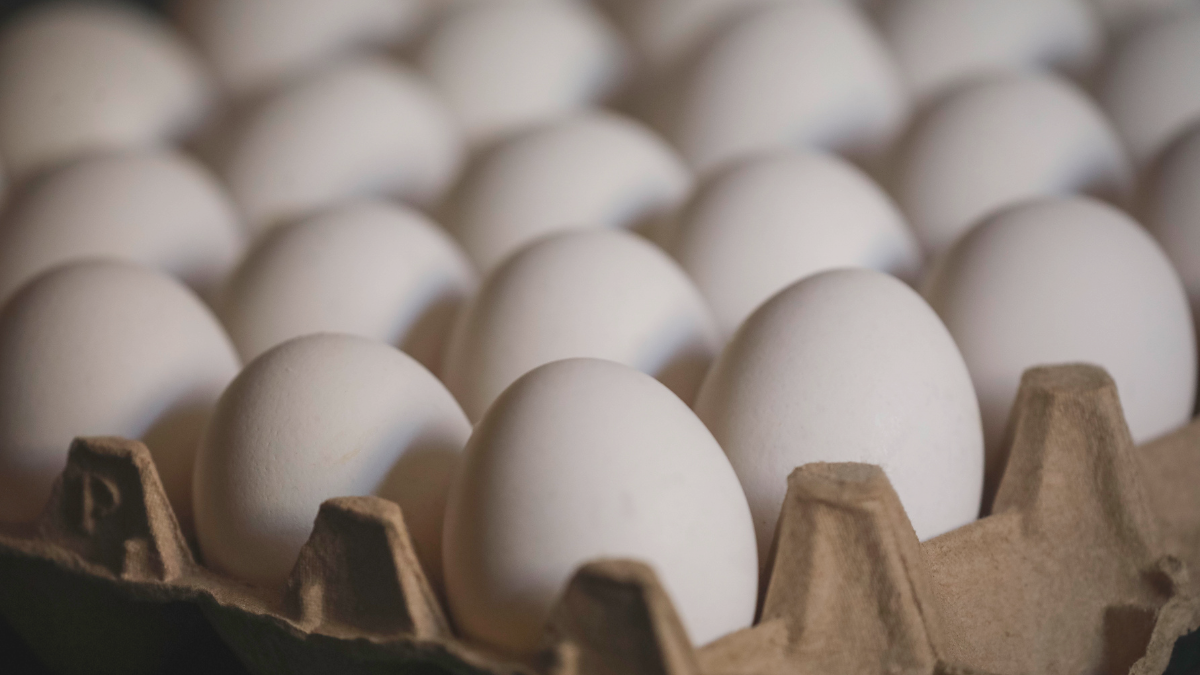 Fuimos engañados: Sernac aclara que concepto huevos de "gallinas felices" no es legal