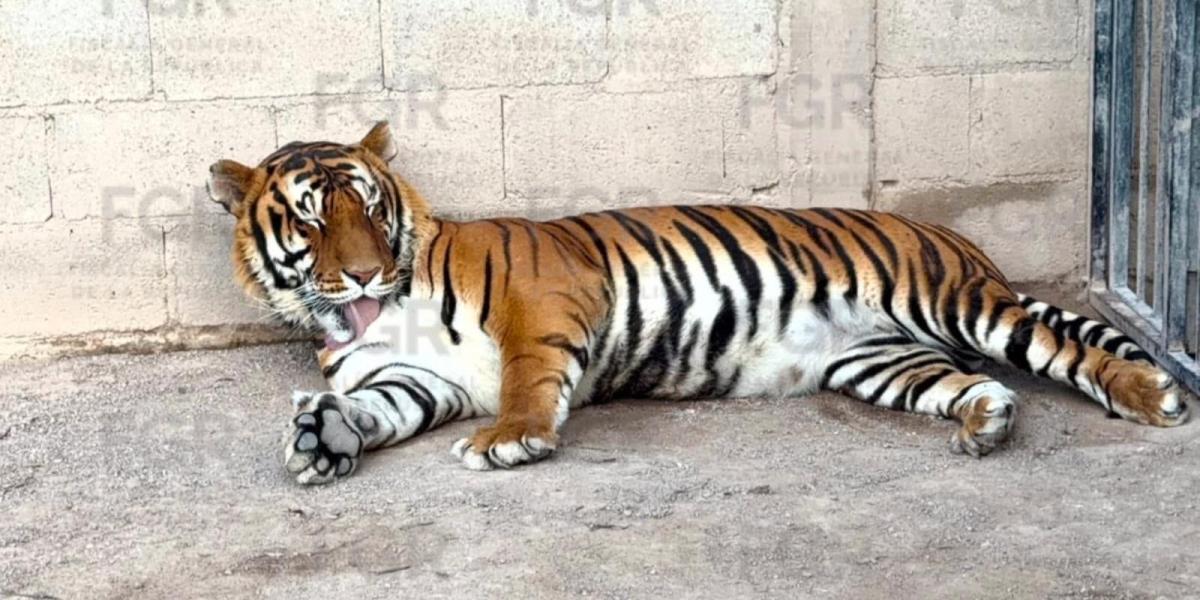 FGR decomisa en rancho tigres y decenas de otros animales