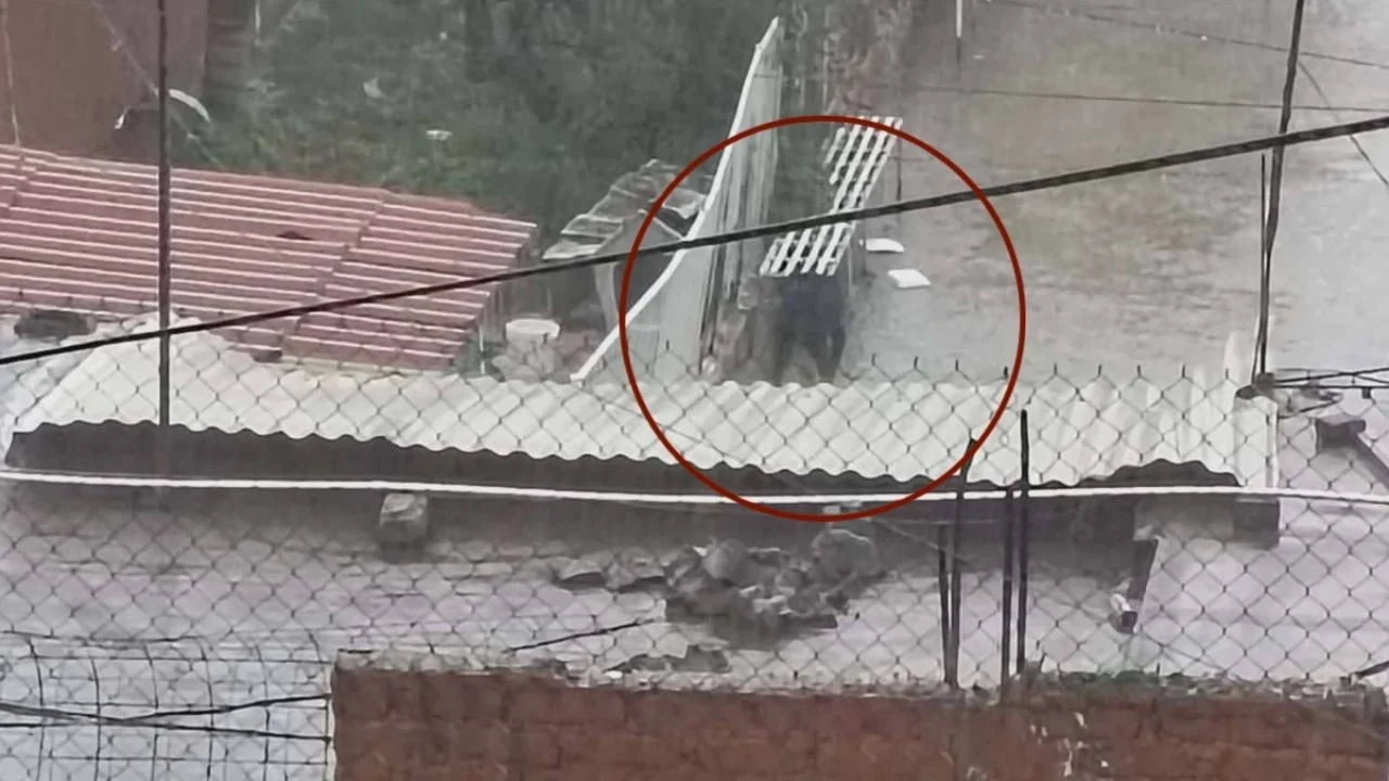 Denuncian a conserje por golpear y maltratar a perrito en la azotea de la escuela | VIDEO