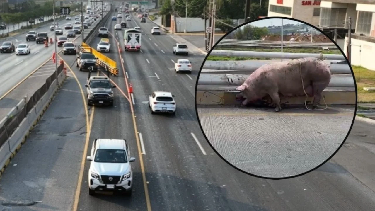 Vuelca camión con 25 puerquitos en Nuevo Periférico Norte de Tonalá; varios porcinos resultaron heridos | VIDEO