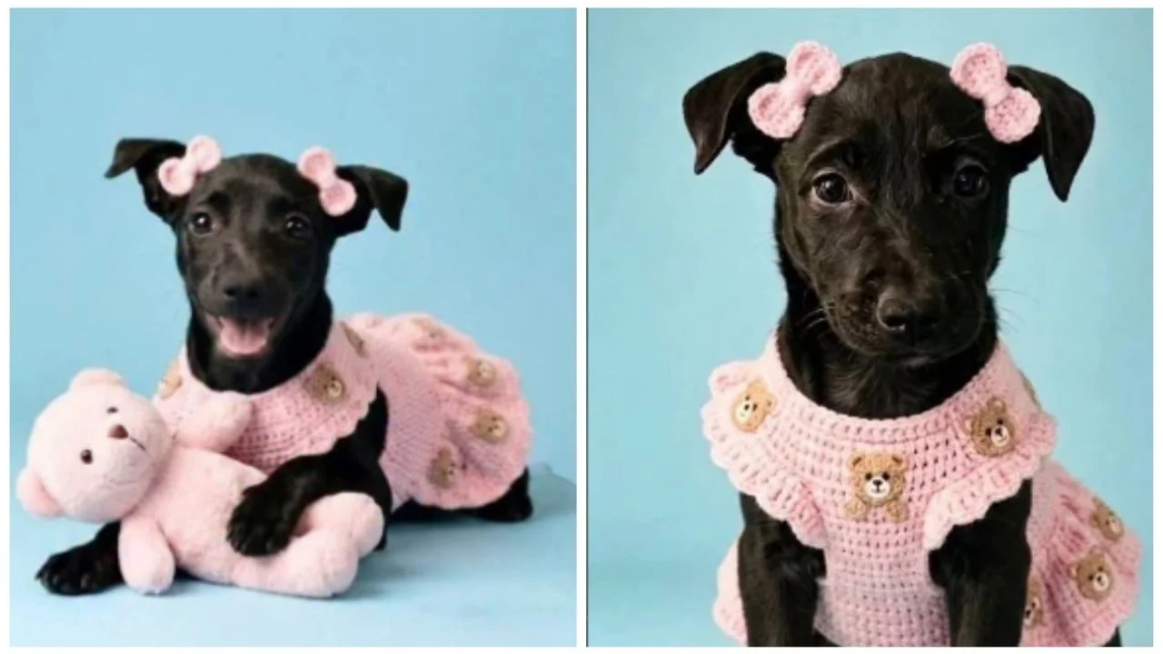 "Muñequita", la perrita que fue salvada de ser vendida para trabajos de brujería y que busca un hogar con amor