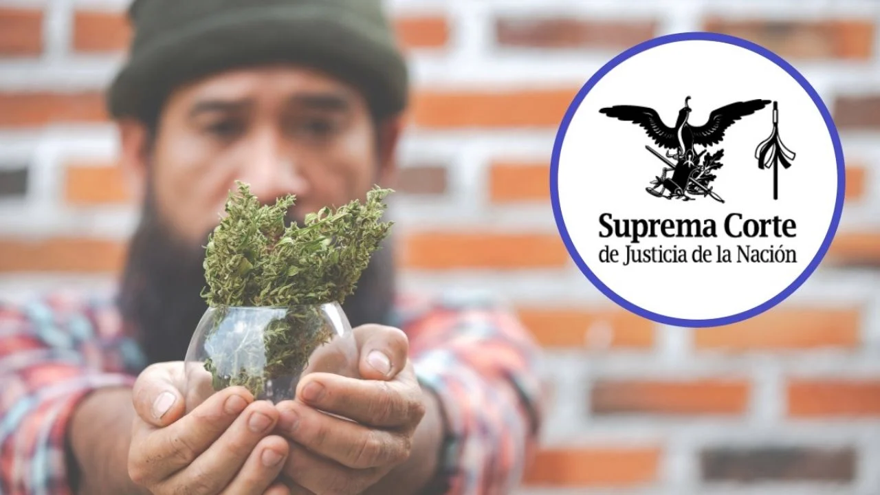 Suprema Corte determina que una sola autorización puede amparar a varias personas para el autoconsumo lúdico de cannabis
