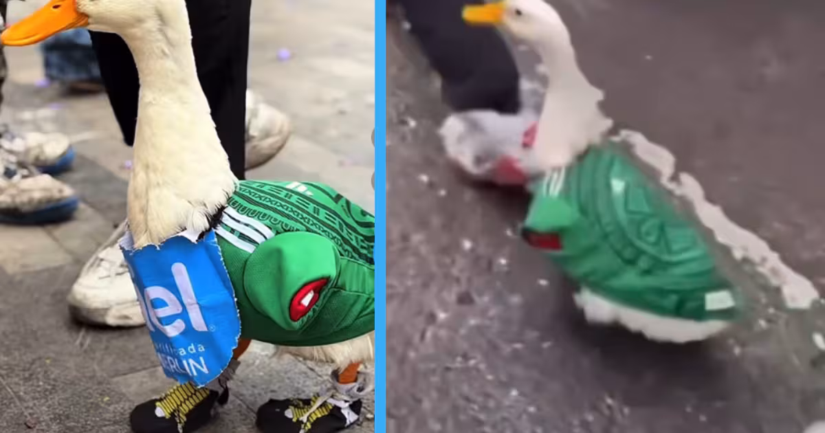Familia del Pato Merlín inicia registro ante el IMPI para proteger su nombre e imagen tras volverse viral en el Mundial 2026