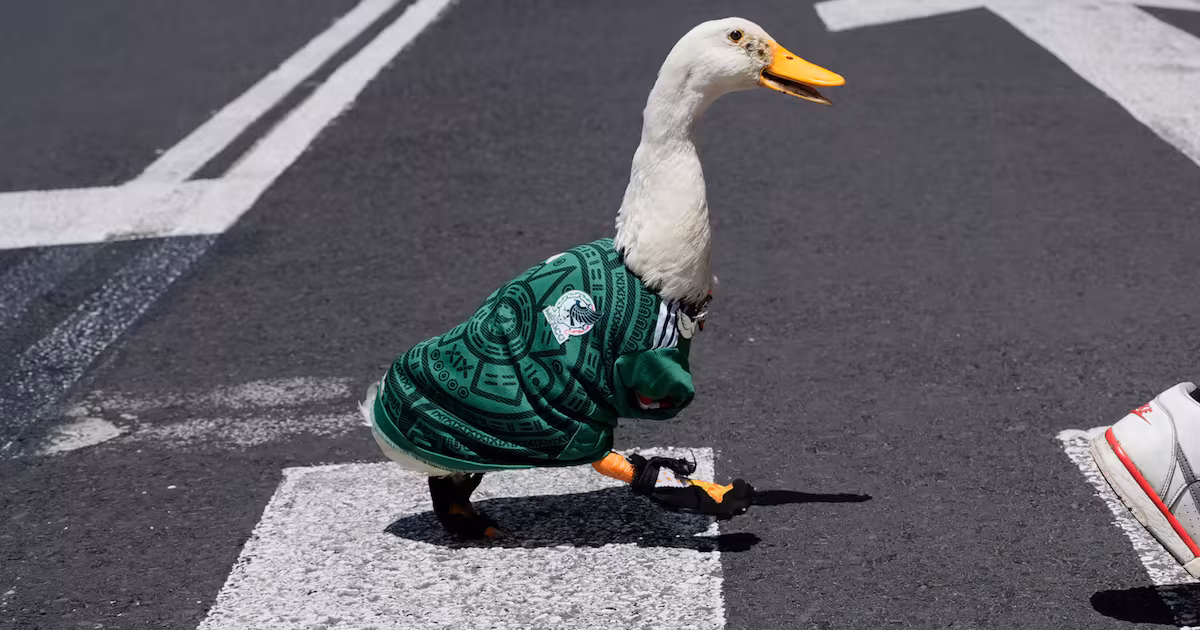 Merlín, el pato viral del Mundial 2026, despierta alerta por el “Efecto Nemo” y posible compra impulsiva de patos como mascotas