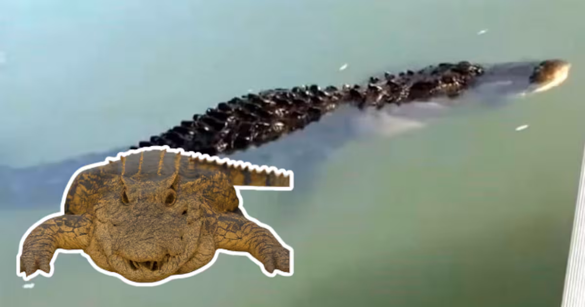 Recuperan cuerpo de joven atacado por cocodrilo en Puerto Vallarta; autoridades capturan al reptil