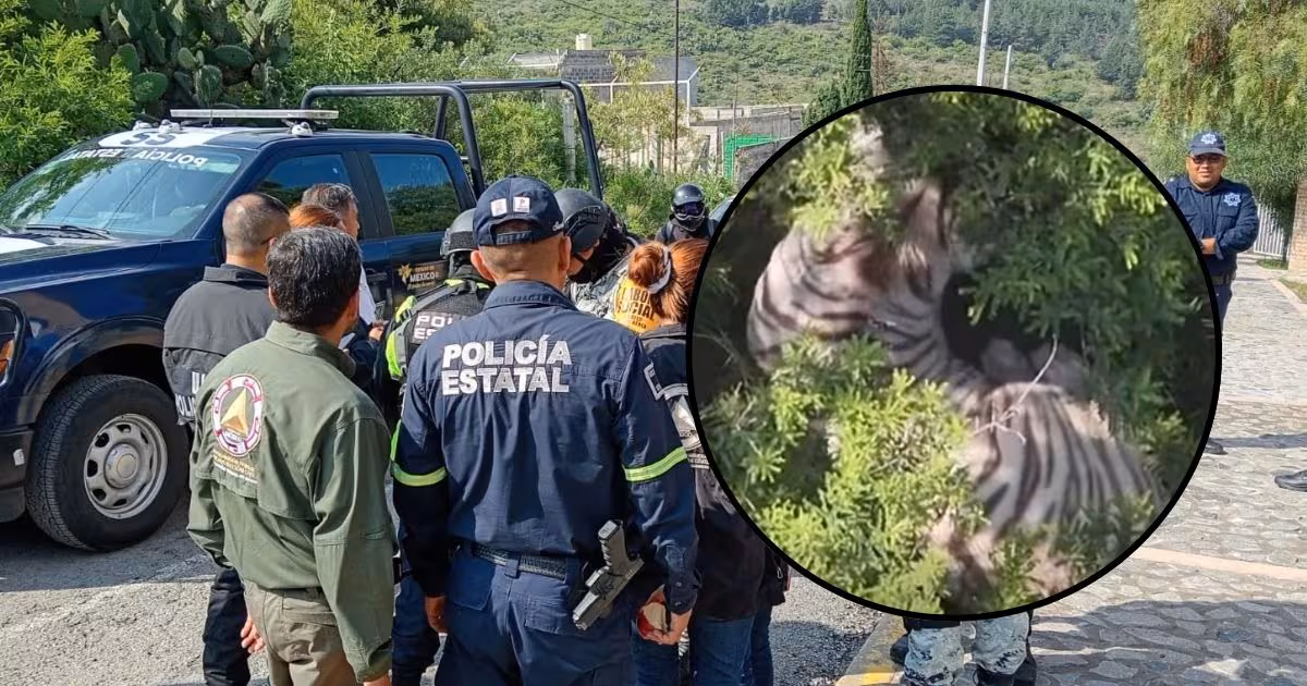 El operativo para capturar al tigre de bengala blanco que se fugó en Tepetlaoxtoc sigue activo después de que el animal fuera localizado en una zona alta del municipio mexiquense