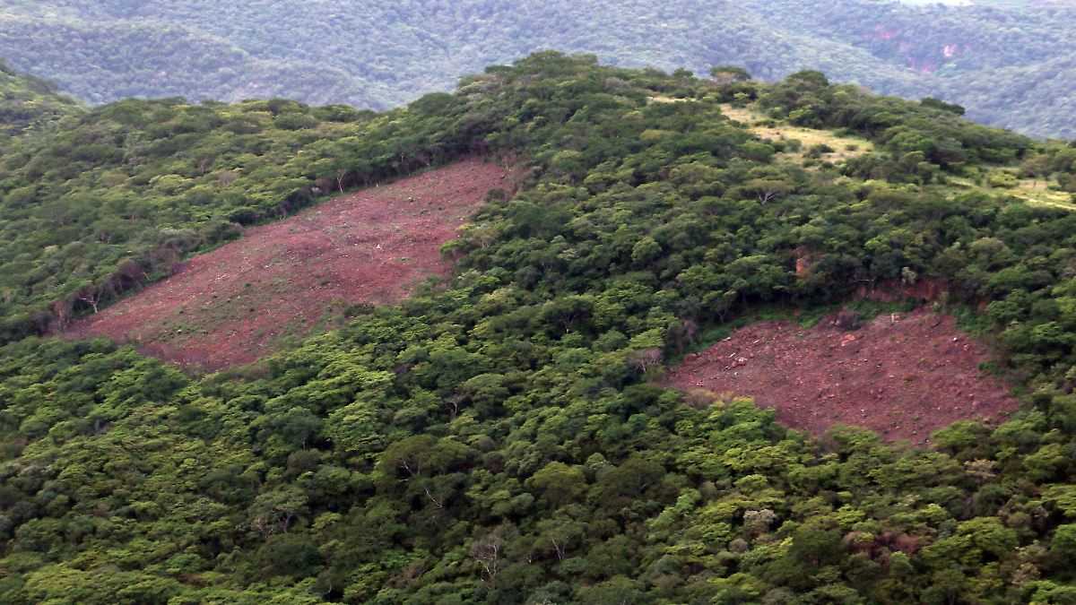 Conafor reduce hasta 82% el pago por cambio de uso de suelo en terrenos forestales