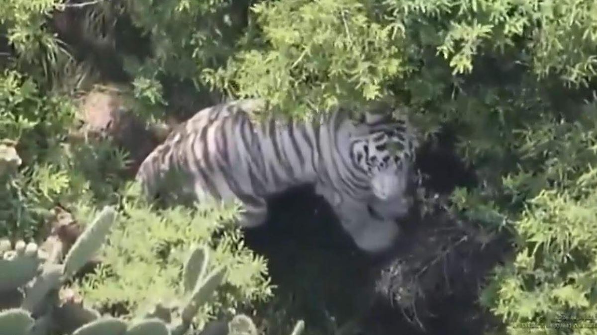 Sin rastro de Kenzo; inicia el quinto día de búsqueda del tigre blanco en Tepetlaoxtoc