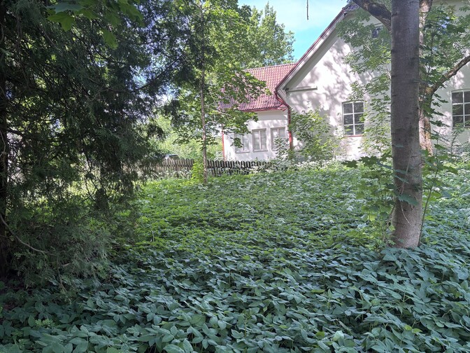War of Independence monument to be erected on overgrown property in Paide