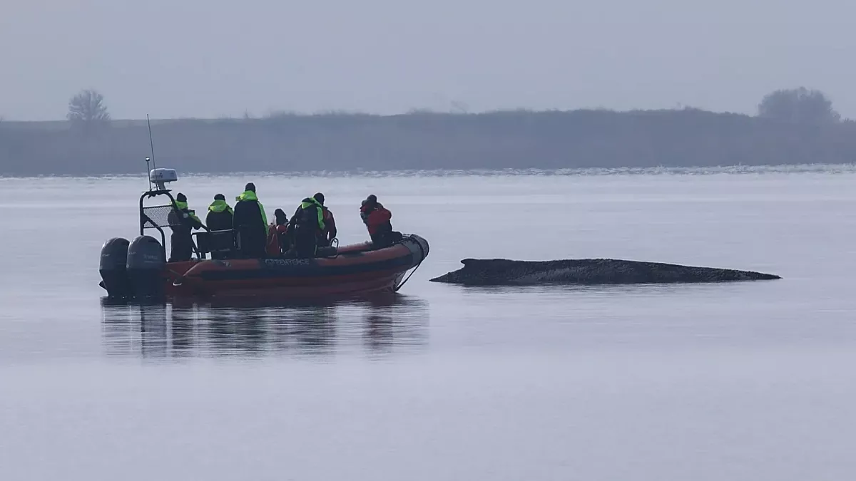 German teams halt rescue efforts for whale stranded off Baltic coast
