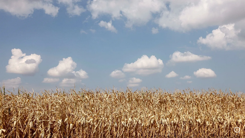 Alsace farmers turn to pulses to cope with drought