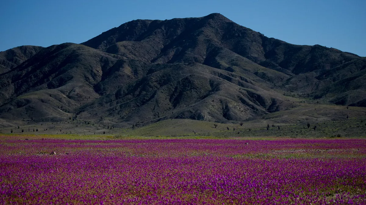 El Niño transforms Atacama desert as thousands of hectares burst into bloom