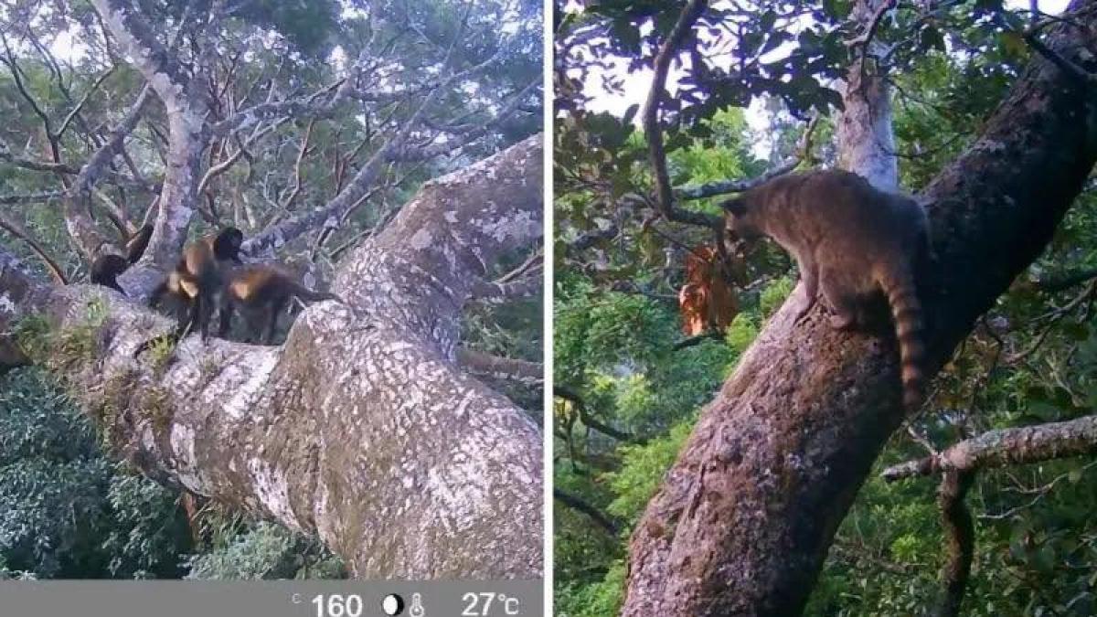 ¿Especies extintas? Captan tigrillos, tayras y cacomixtles en la selva veracruzana
