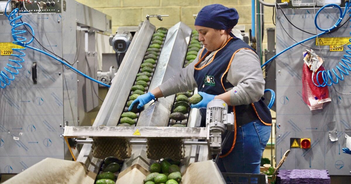 Por primera vez en 30 años, EU compra menos alimentos mexicanos en un momento clave para la revisión del T-MEC