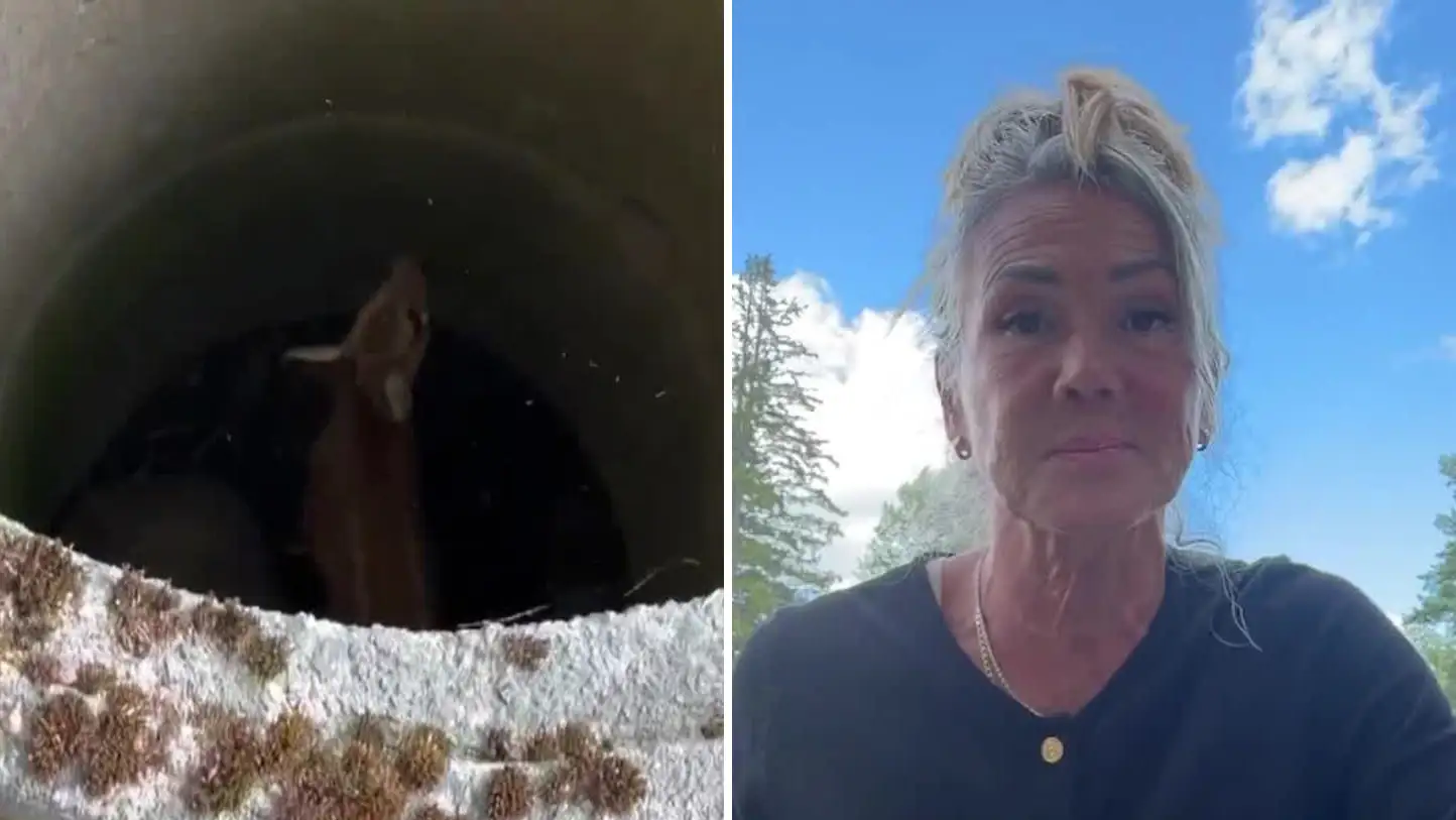 Heard screams for a day – fawn was trapped