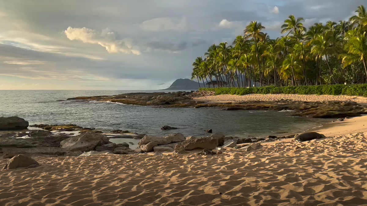 Attorney for man accused of throwing rock at endangered Hawaiian monk seal gives bizarre defense