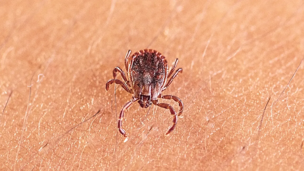 Scientists discover new tick-borne virus after testing thousands of patients with mysterious illnesses