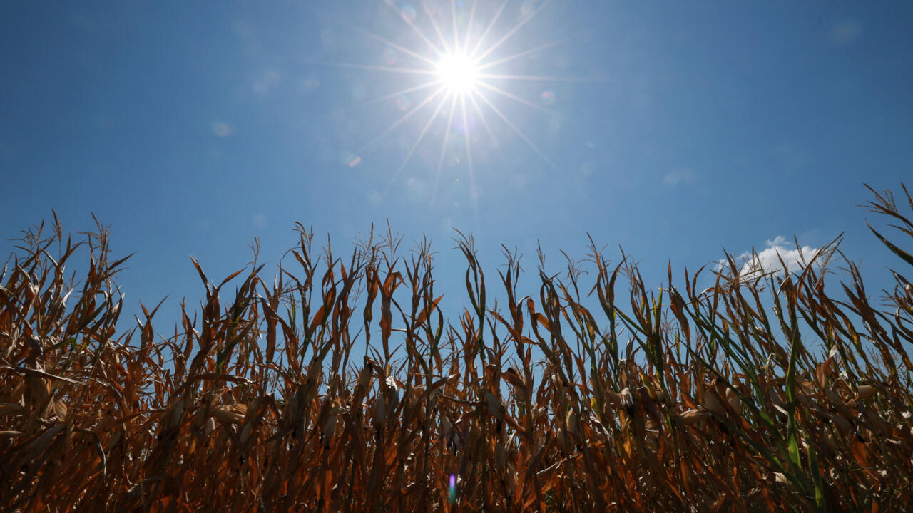 More than half of Europe faced intense summer heat stress, EU monitor says