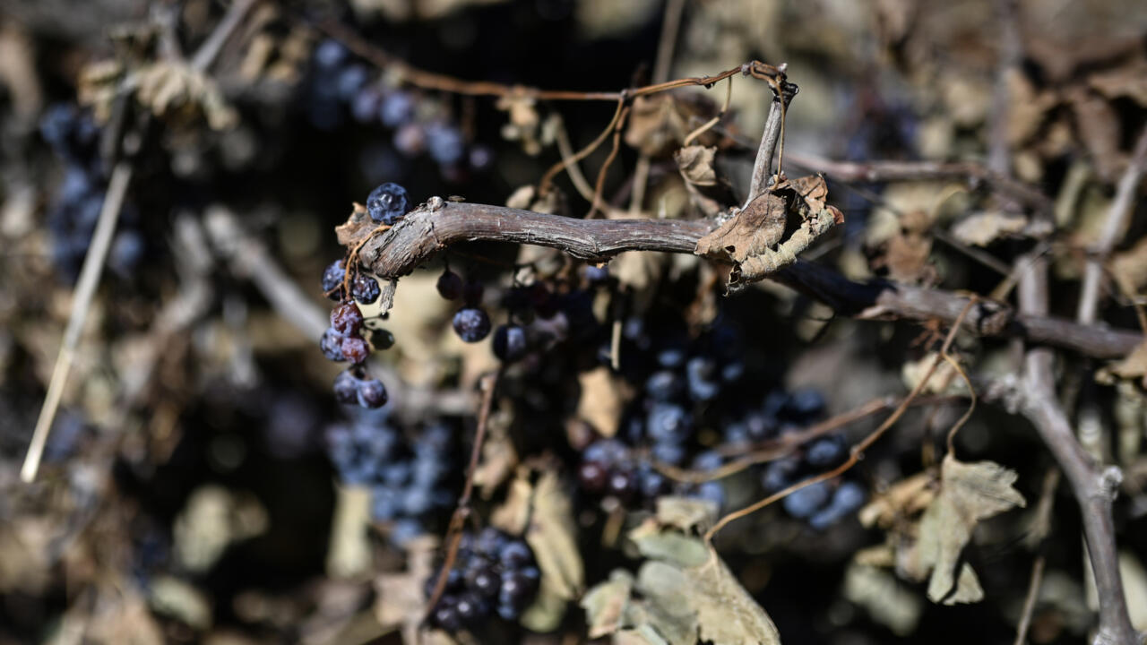 French wine output set to hit historic low after record summer heatwaves