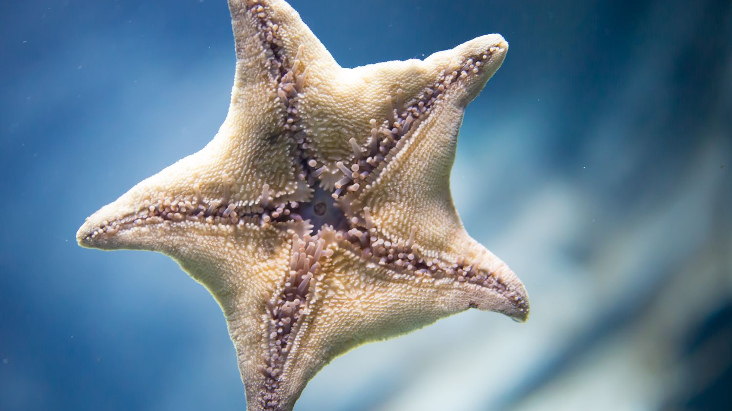 Starfish Walk Thanks to Novel Mechanism Inspiring Robotics