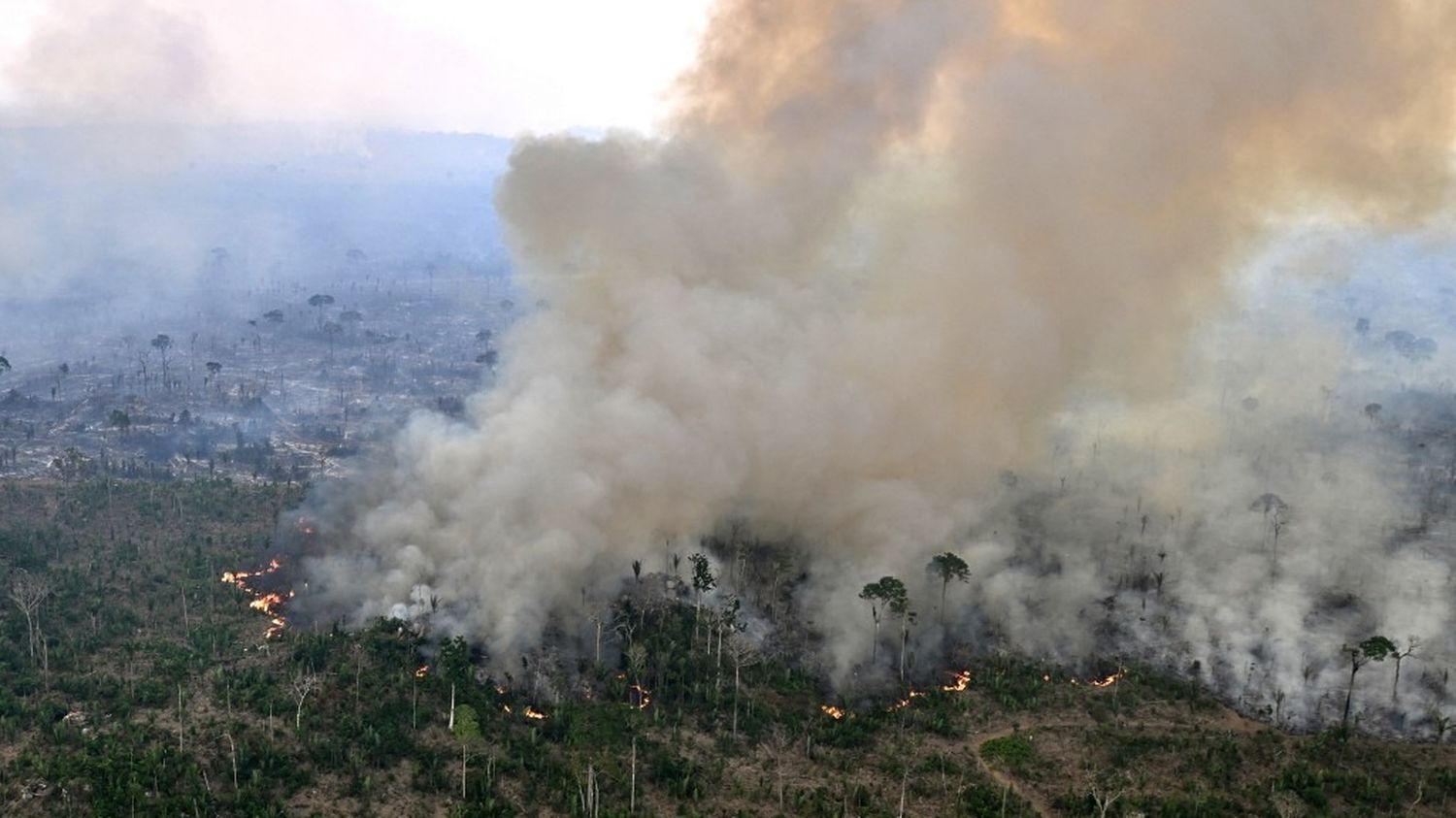 Amazonie: deux tiers de la forêt pourraient devenir savane sèche