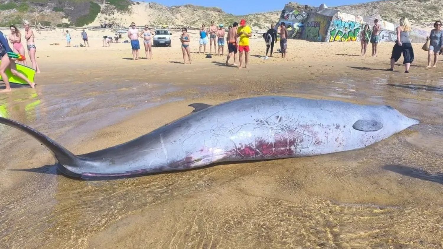 Après la mort d'une baleine échouée à Capbreton, les analyses "tendent vers une forte probabilité d'infection", selon un laboratoire "Les examens complémentaires seront