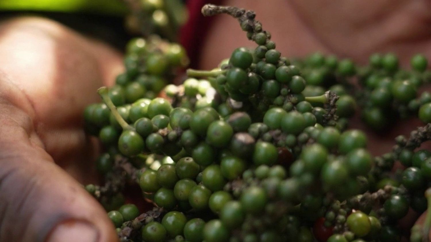 Au Cameroun, le poivre de Penja est devenu un grand cru qui s'exporte à l'international
