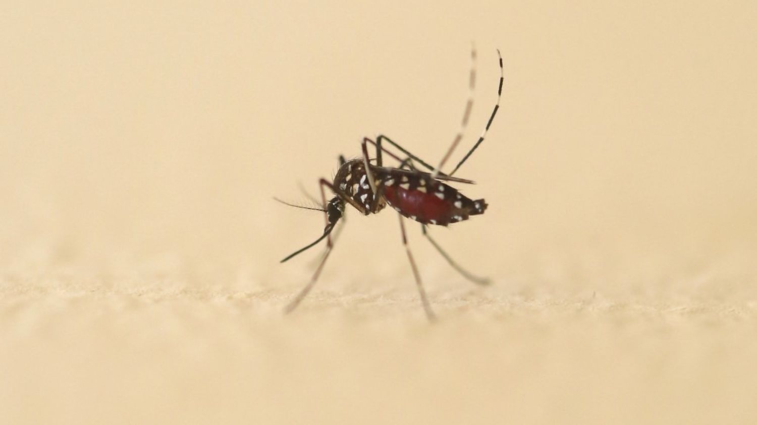 Plus de 210 cas importés de chikungunya, dengue et Zika ont été recensés depuis début mai en France hexagonale