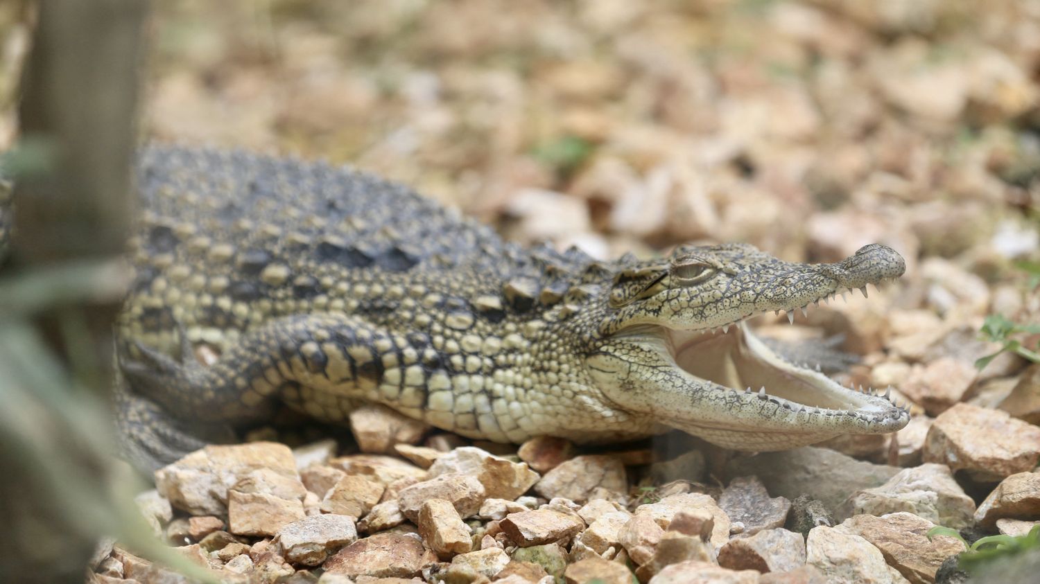 Un enfant de 3 ans gravement blessé par un crocodile dans un zoo en Angleterre, un homme soupçonné de tentative de meurtre