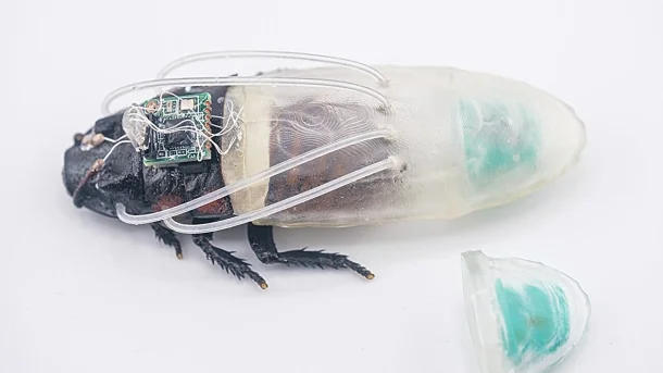 Dank TaucheranzugFerngesteuerte Cyborg-Kakerlaken können unter Wasser atmenCyborg-Kakerlaken sollen auch unter Wasser ihren Dienst verrichten. Ein Taucheranzug mit