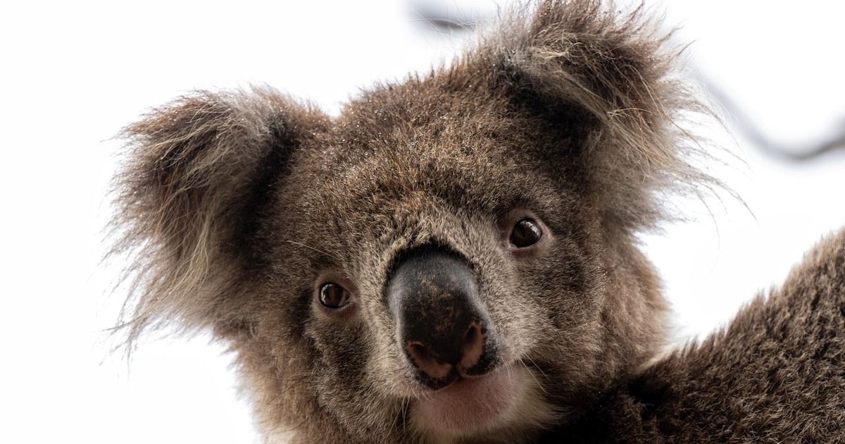 Neue Studie zeigt - Koalas waren schon vor dem Menschen in der Krise