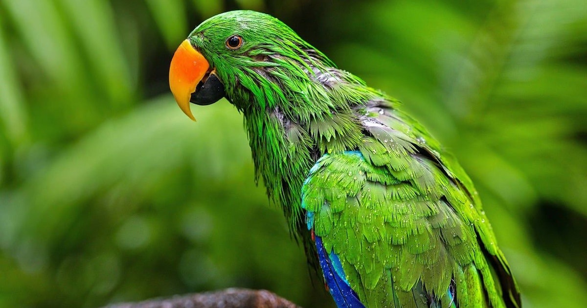Sensation in Indonesien - Vogel nur zweimal in 100 Jahren gesichtet