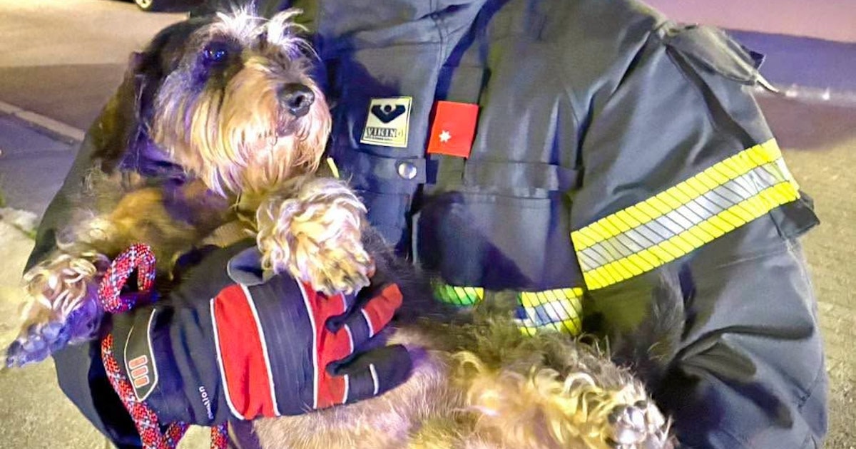 Einsatz um 1 Uhr nachts - Hund irrt durch Wiener Neudorf – Feuerwehr rückt aus