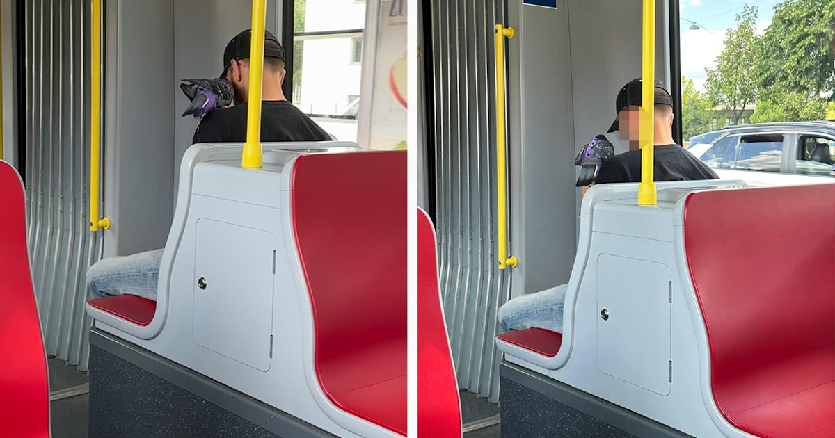 Taube in Wiener Straßenbahn sorgt für Aufsehen: Mit Leine und Windel überrascht ein Fahrgast die Öffis. Regeln zum Tiertransport im Fokus.