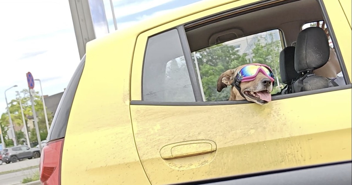 Hitzewelle in Wien: Kreative Hundebesitzerin schützt Vierbeiner mit Sonnenbrille – tierische Abkühlung sorgt für Schmunzeln in der Stadt.